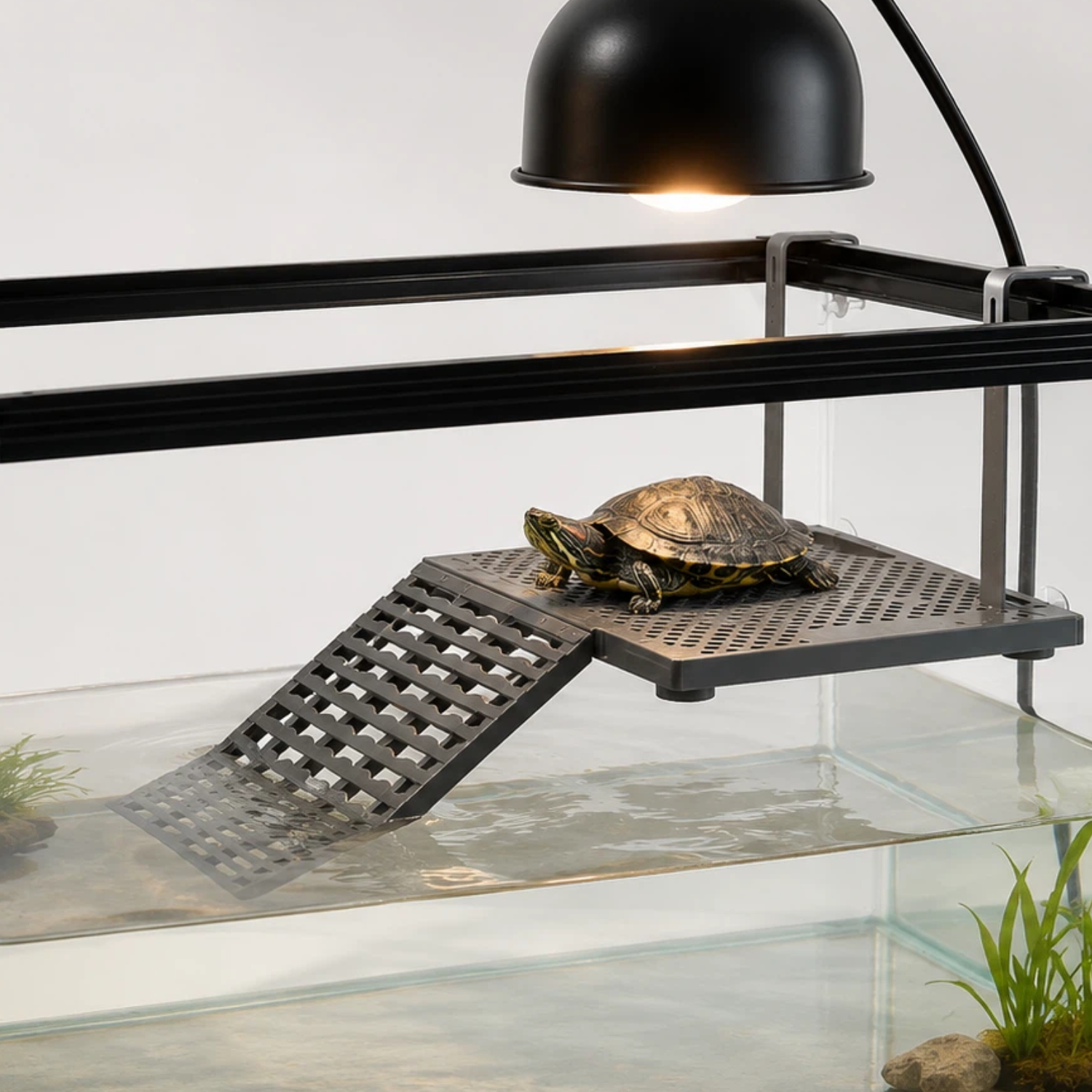 A turtle basking on an above-tank Halomyth platform